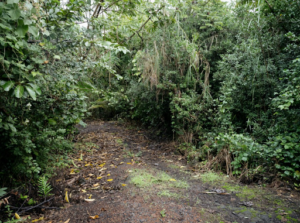 More recent photo of the trail towards where Dana Ireland was found in 1991.